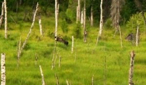 20130804-203826.jpg