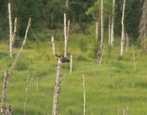 20130804-203835.jpg