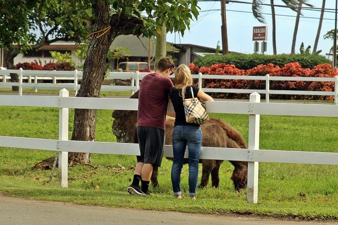 Miniature Horse at the ranch