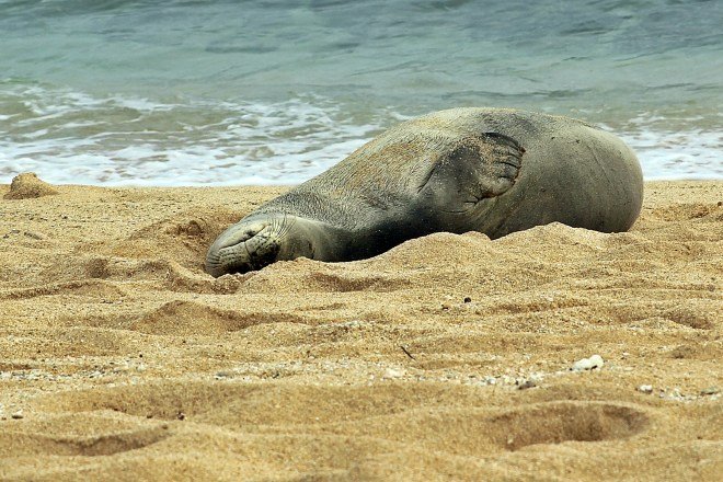Monk Seal