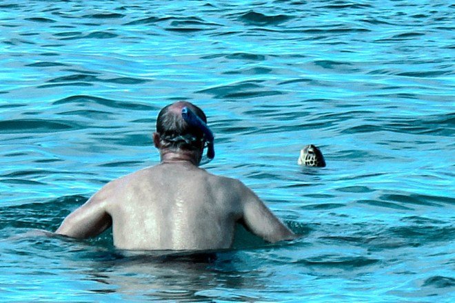 Conrad and the Sea Turtle