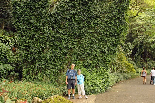 This ivy grew over a branch and all the way down to the ground like a curtain. 