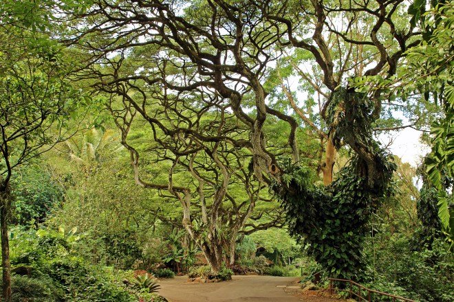 These massive Monkey Pod trees were everywhere