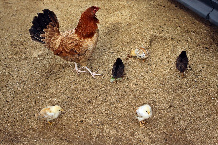 roosters