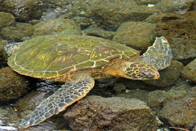 Green Sea Turtle