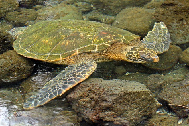 Green Sea Turtle