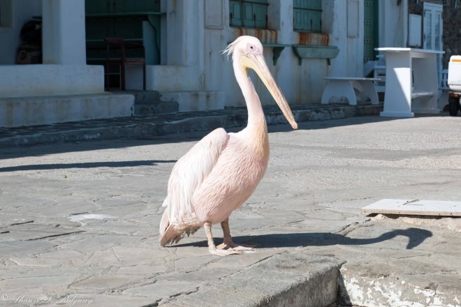Peter (Petros) the Pelican)
