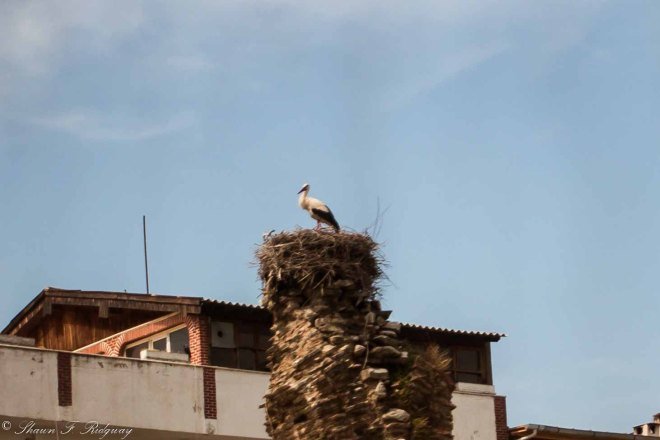 Stork at St John's Basilica