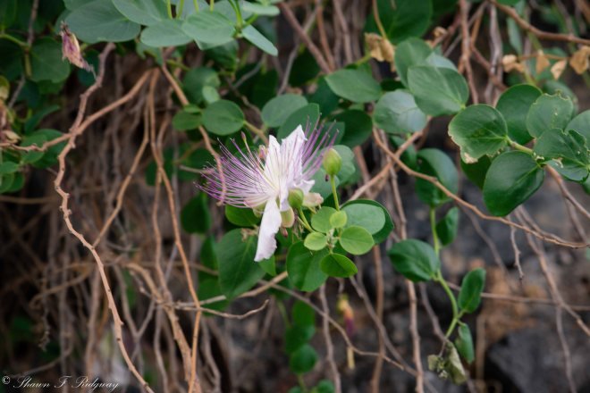 A Caper plant on the side of the walkway.