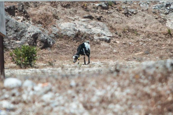 A goat grazing along the road.