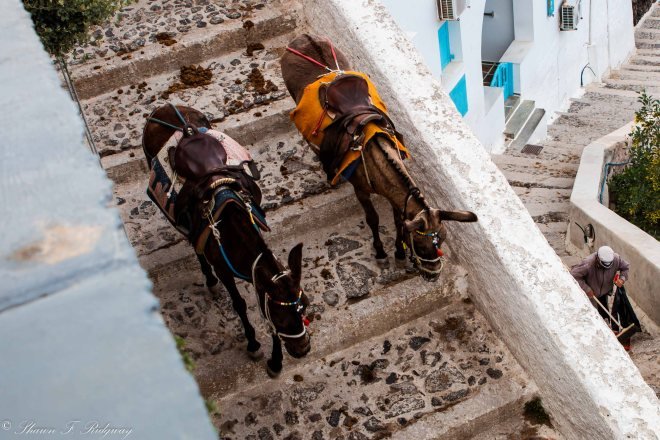 Donkeys to Fira