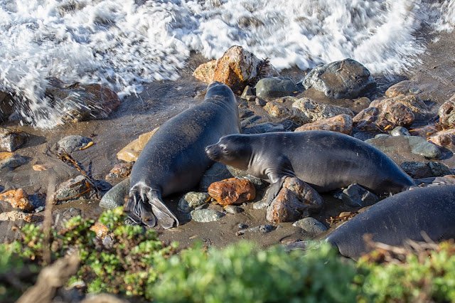 Elephant Seal Rookery at Piedras Blancas