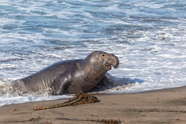 Large Male Elephant Seal at the Rookery at Piedras Blancas