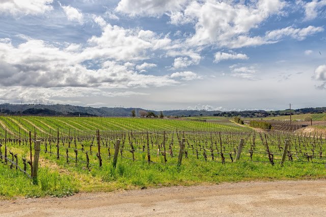 Chamisal Winery Vineyards
