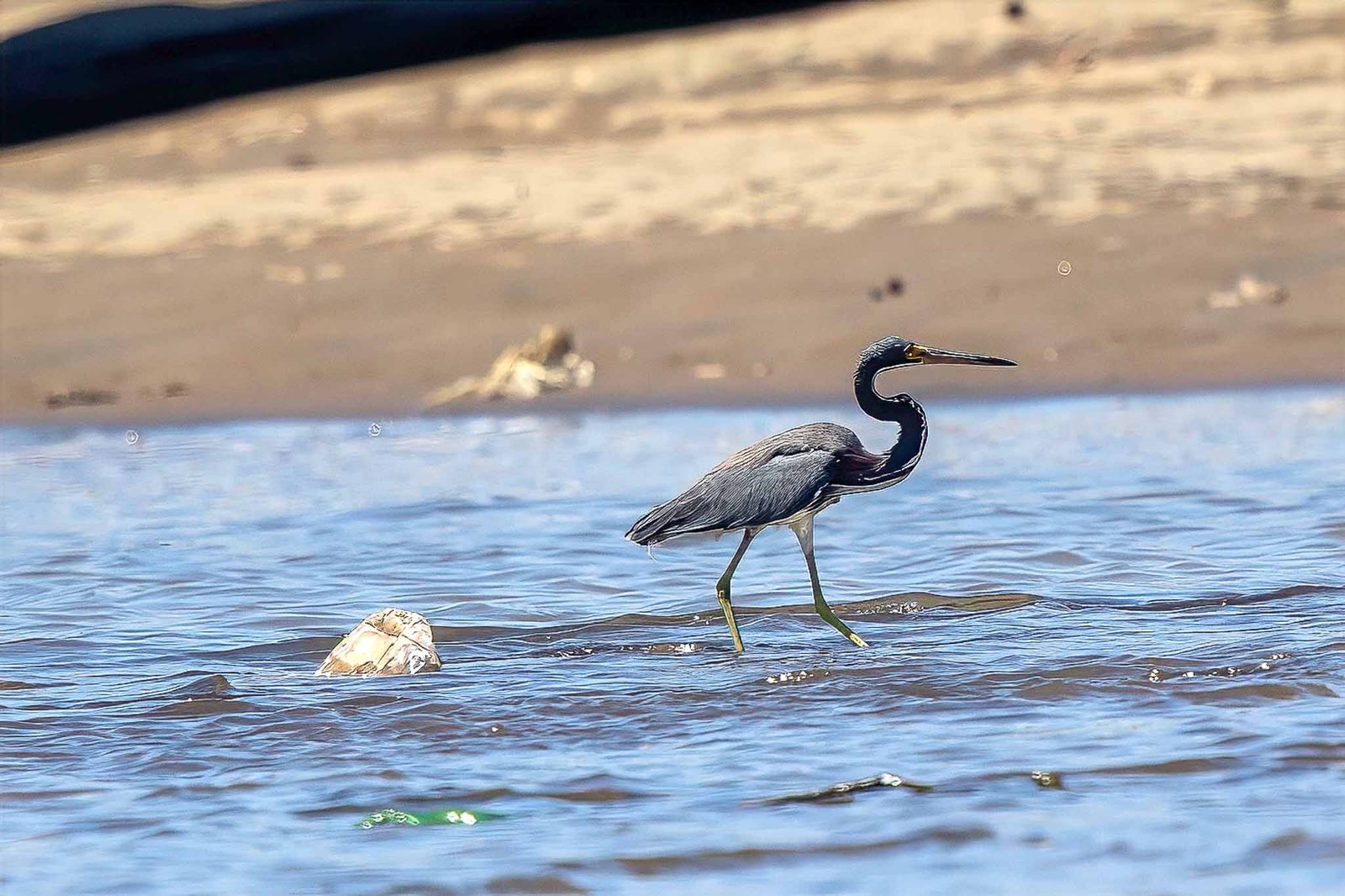 Tri-colored Heron