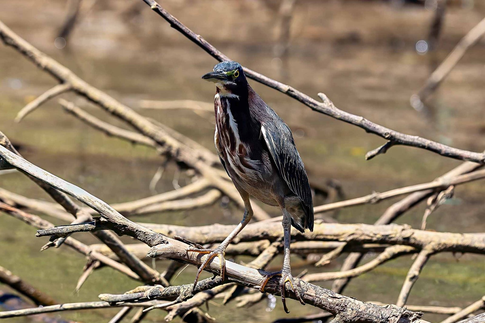 Green Heron