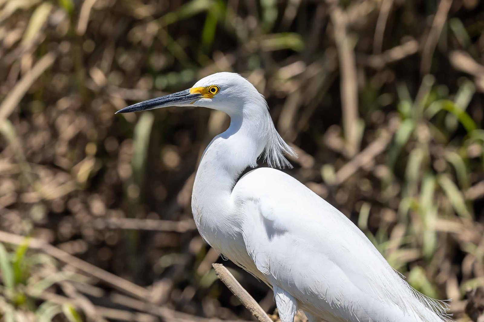 Great White Egret