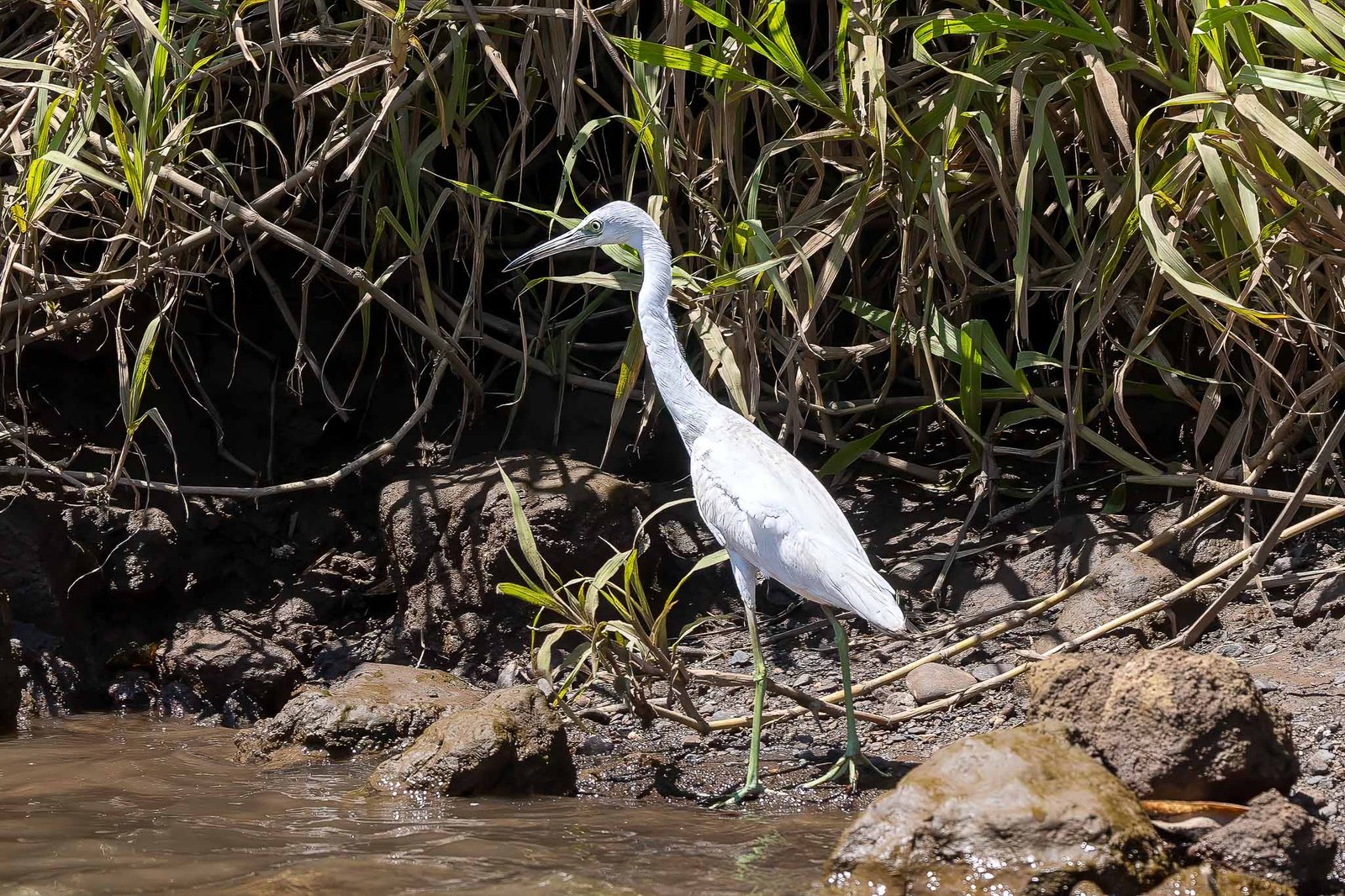 Little Blue Heron