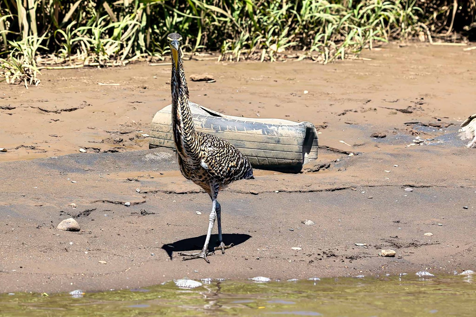 Tiger Heron