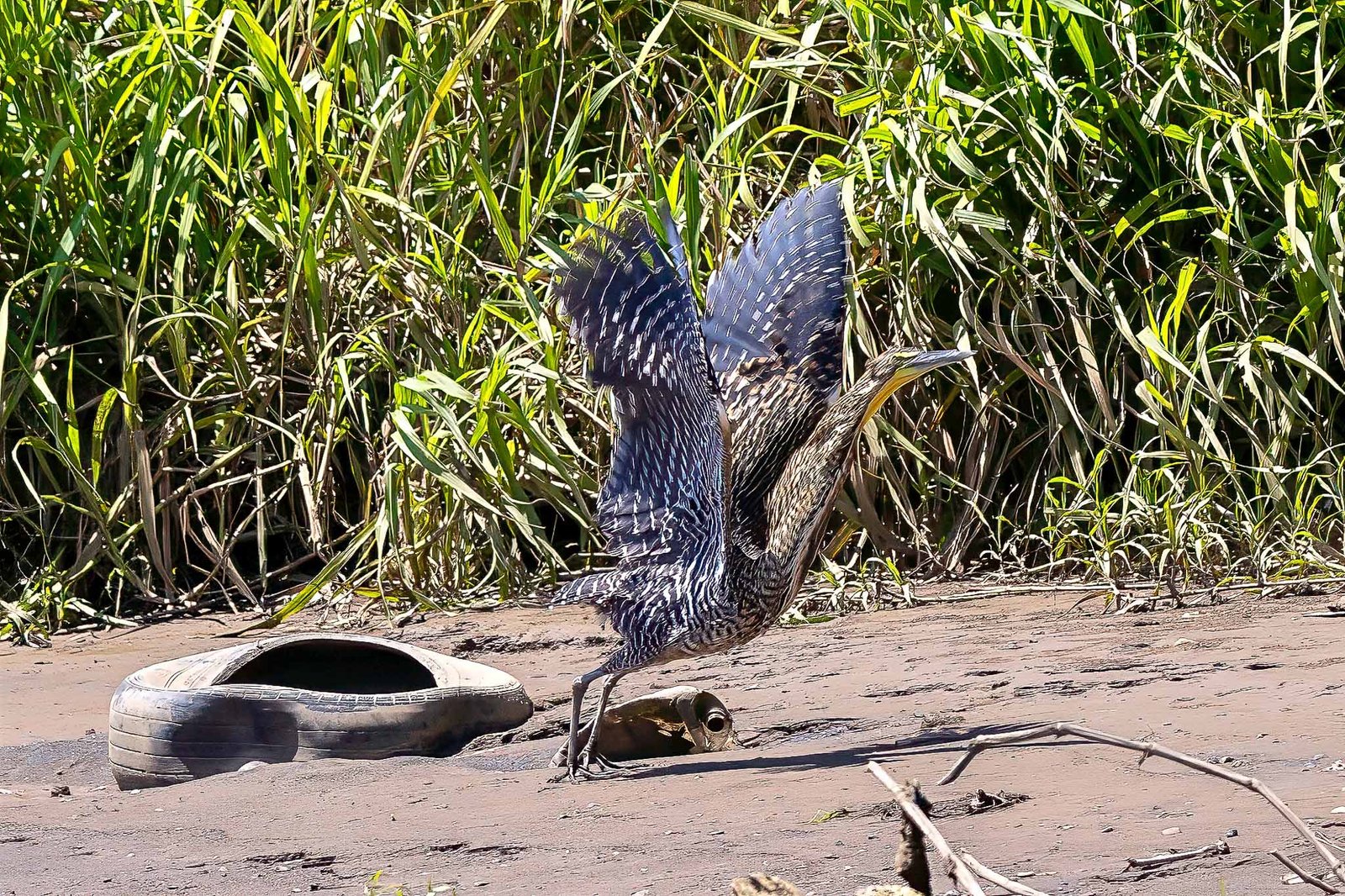 Tiger Heron