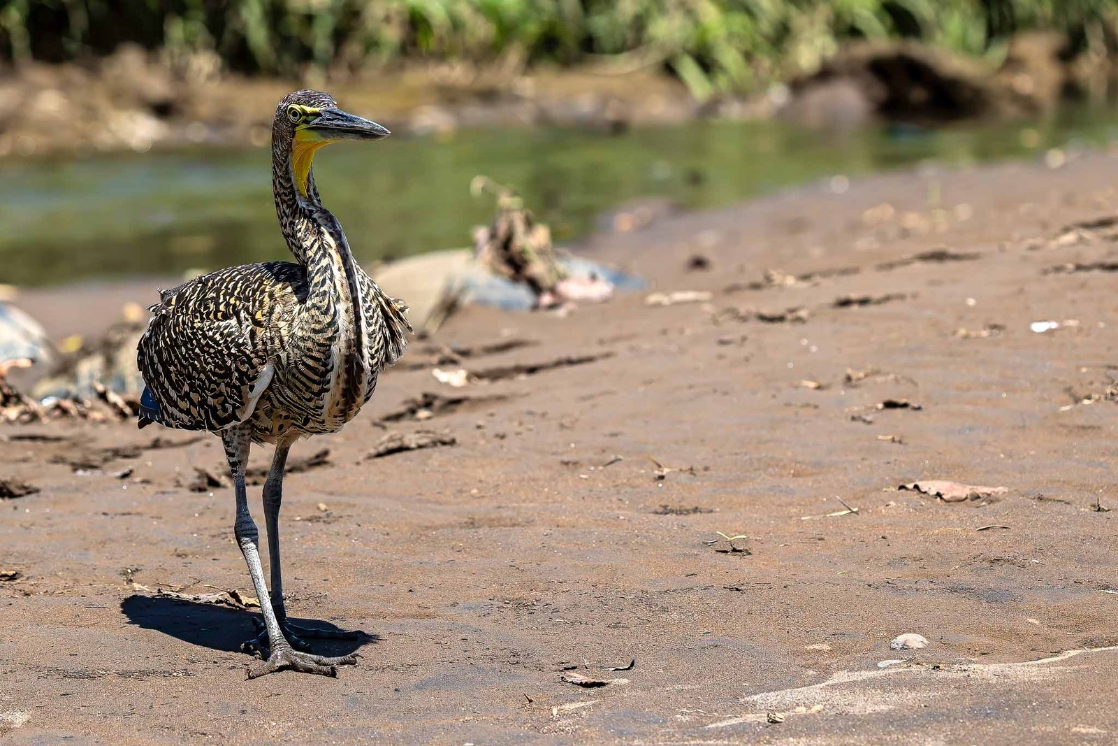 Tiger Heron