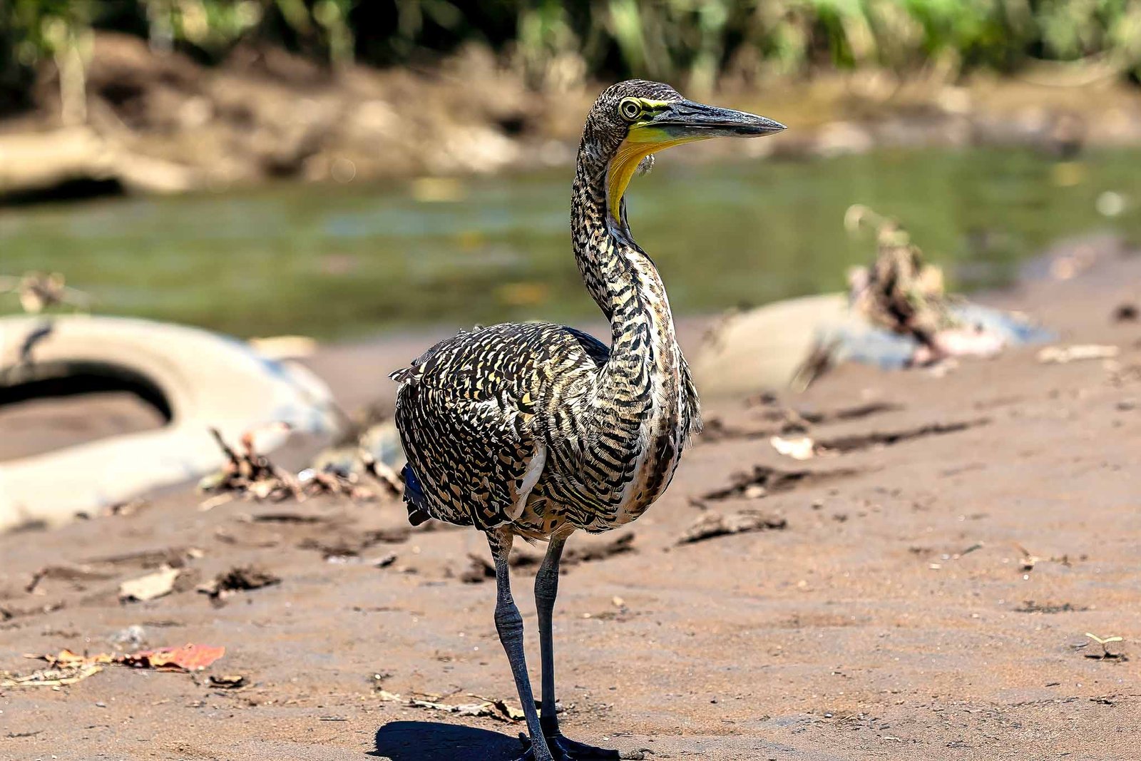 Tiger Heron