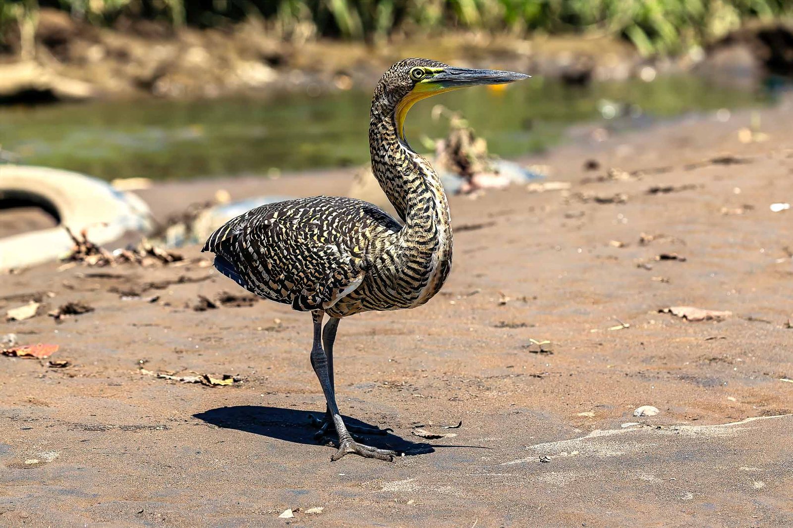Tiger Heron