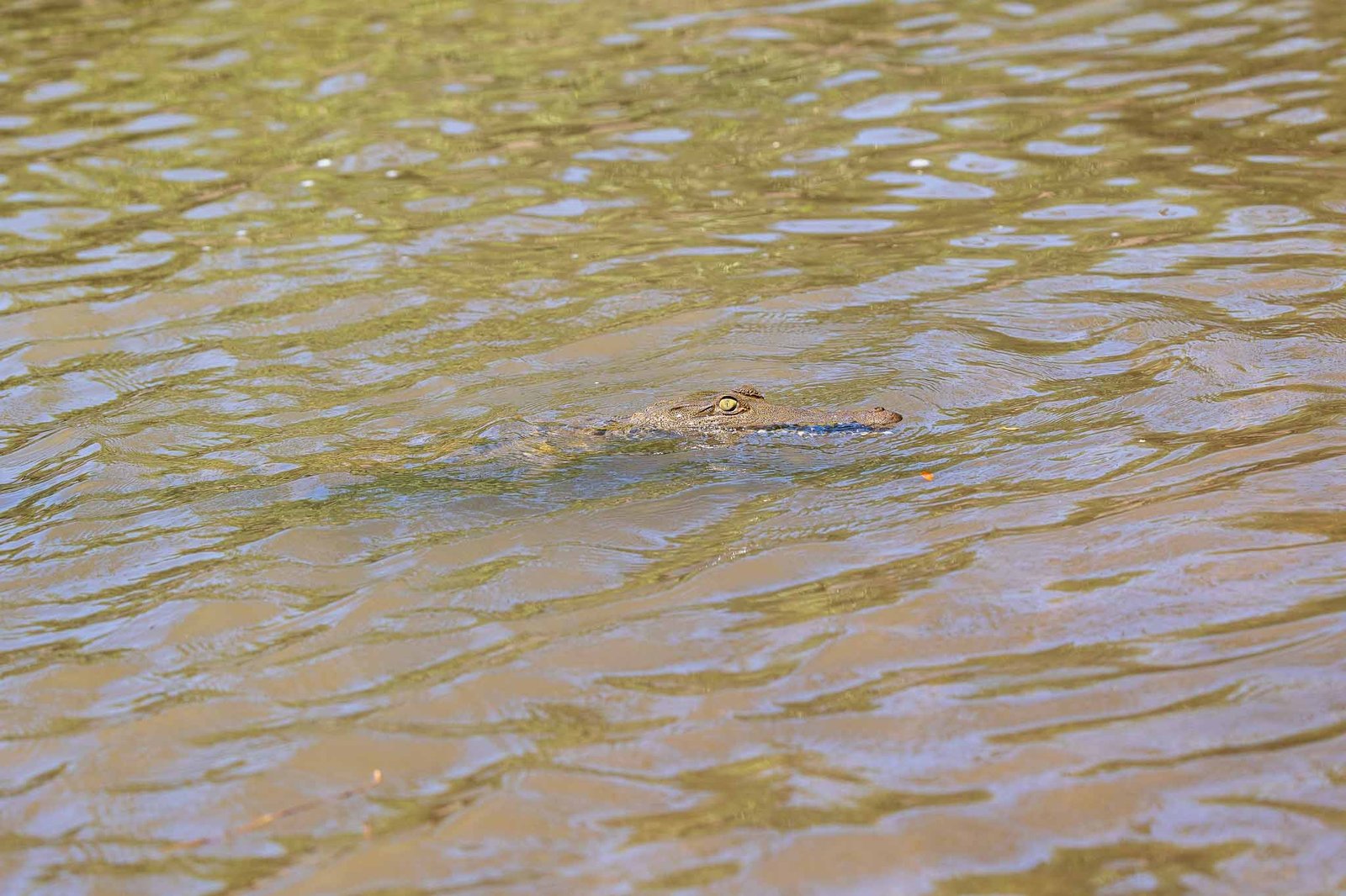 Crocodile