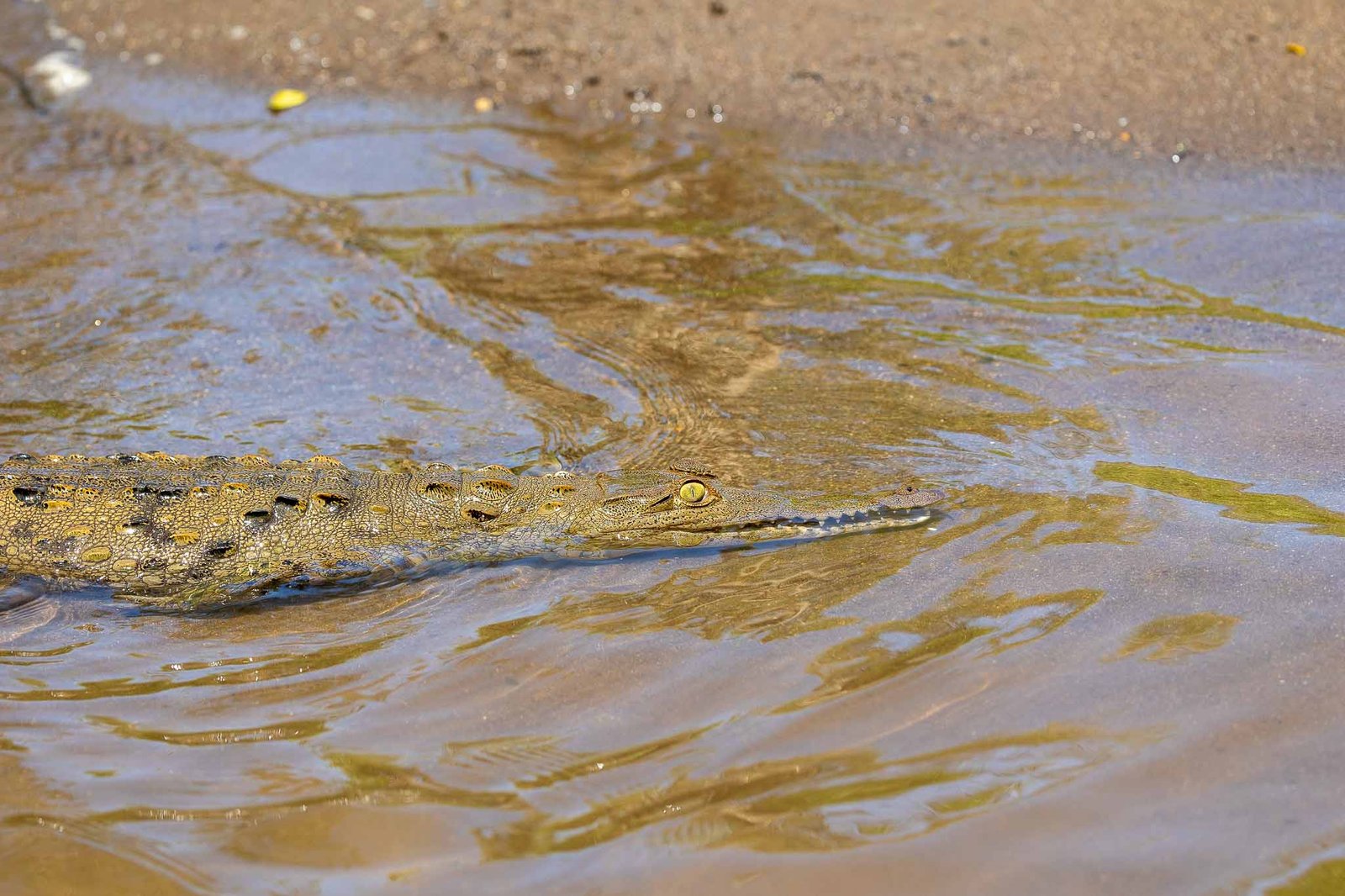 Crocodile