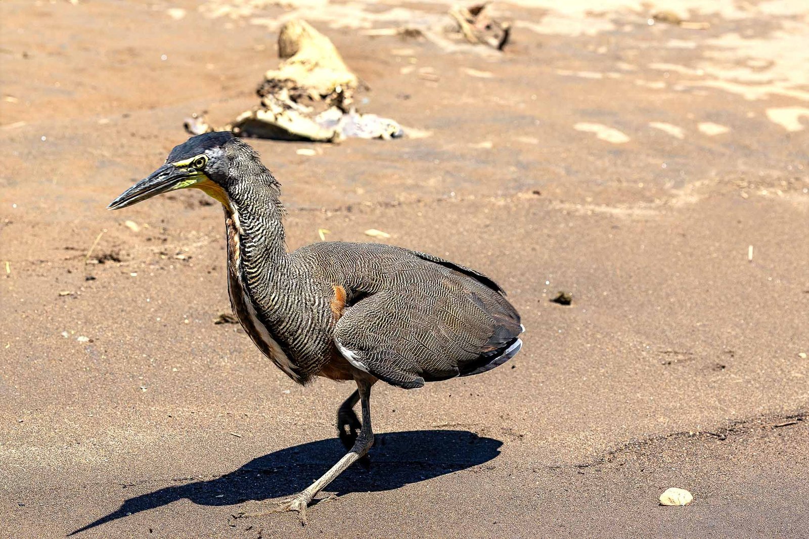 Adult Tiger Heron