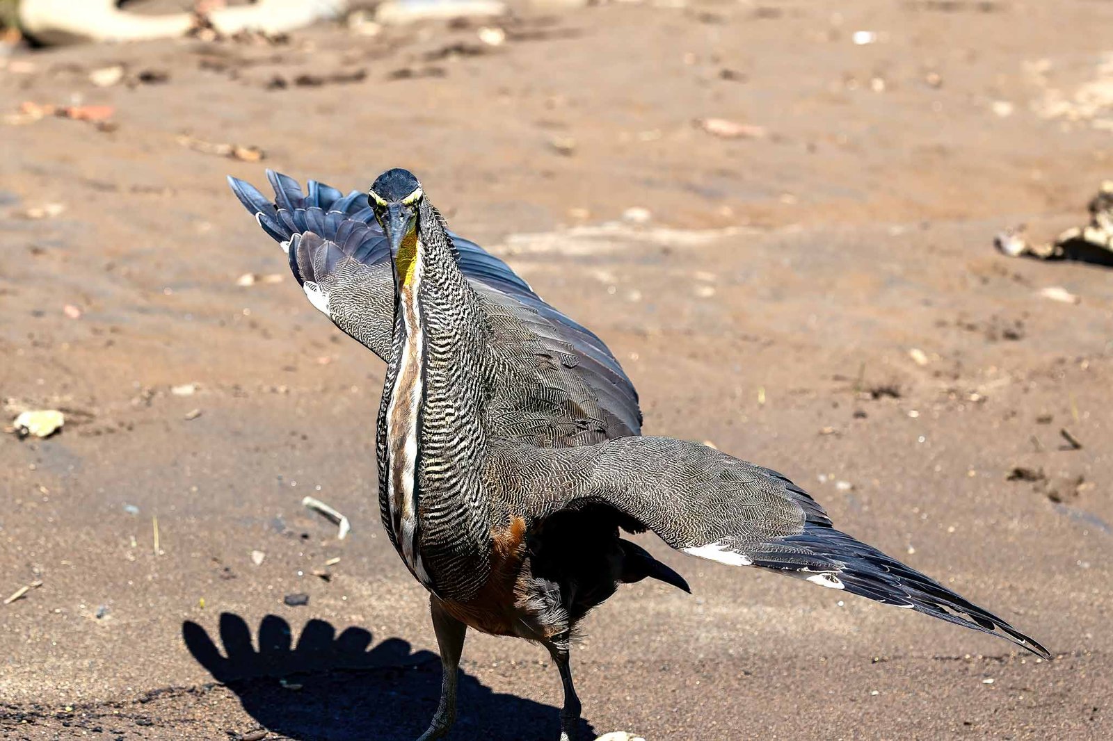 Adult Tiger Heron