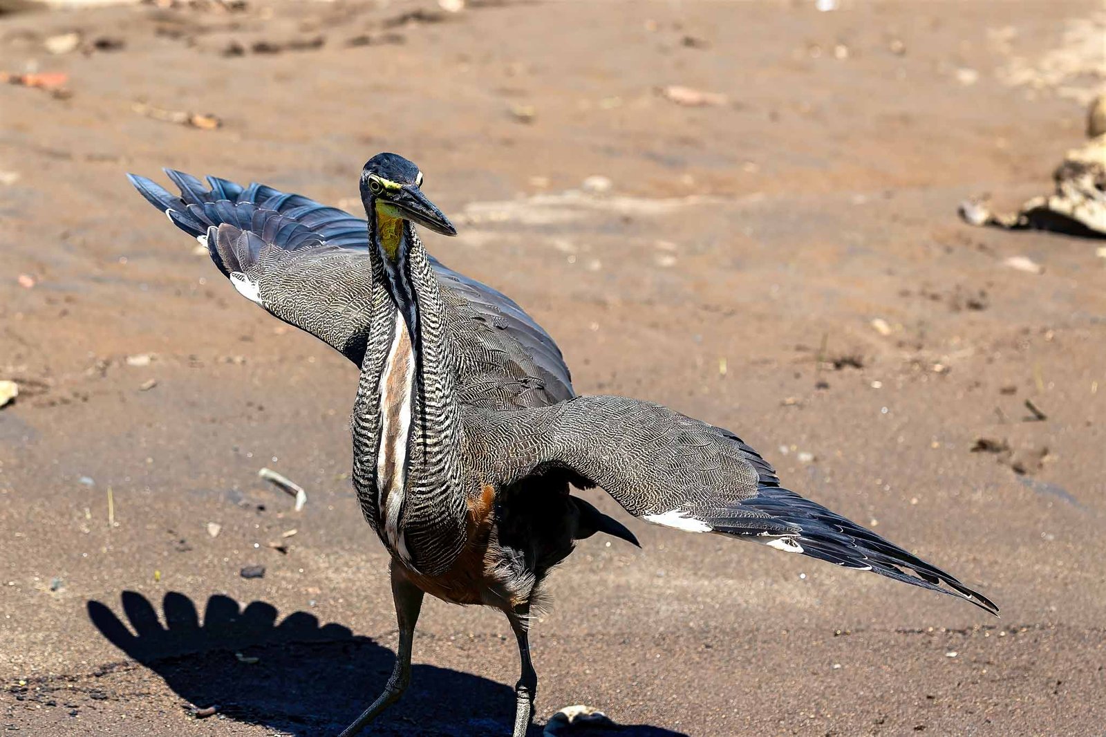 Tiger Heron