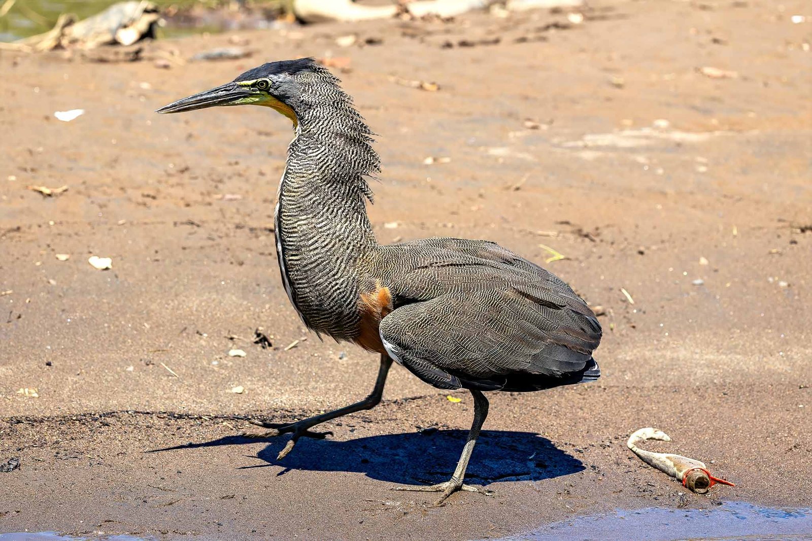 Tiger Heron