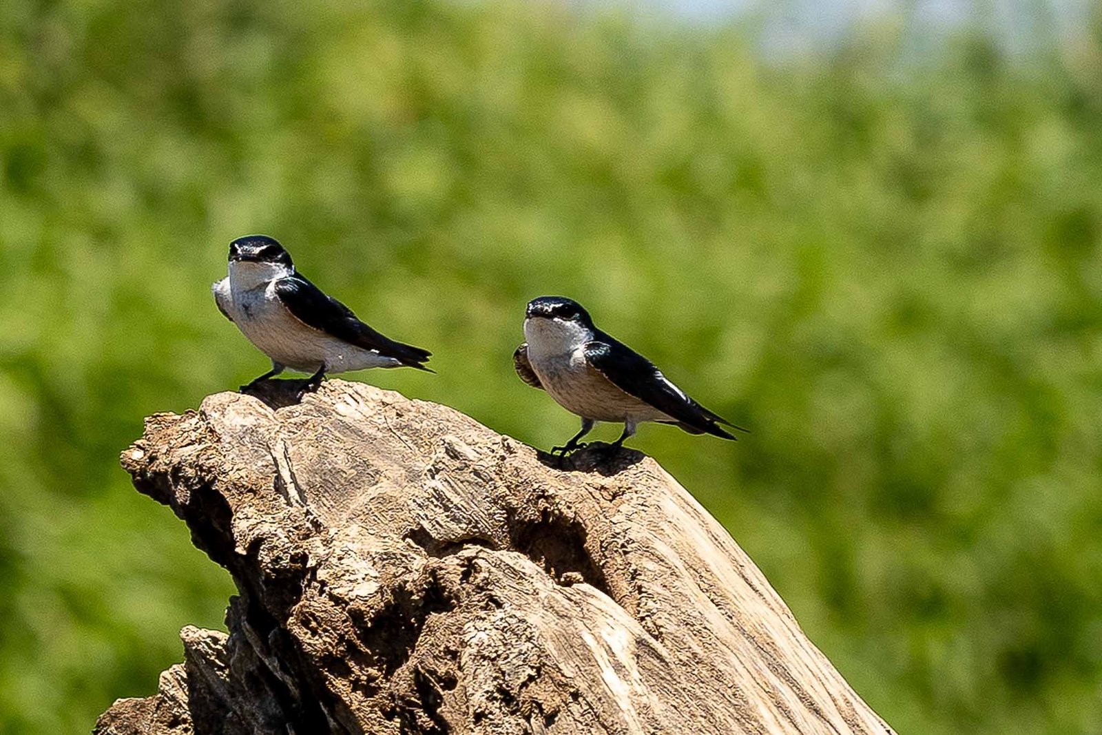 Swallows