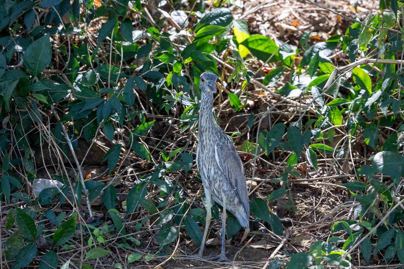 Yellow Crowned Night Heron