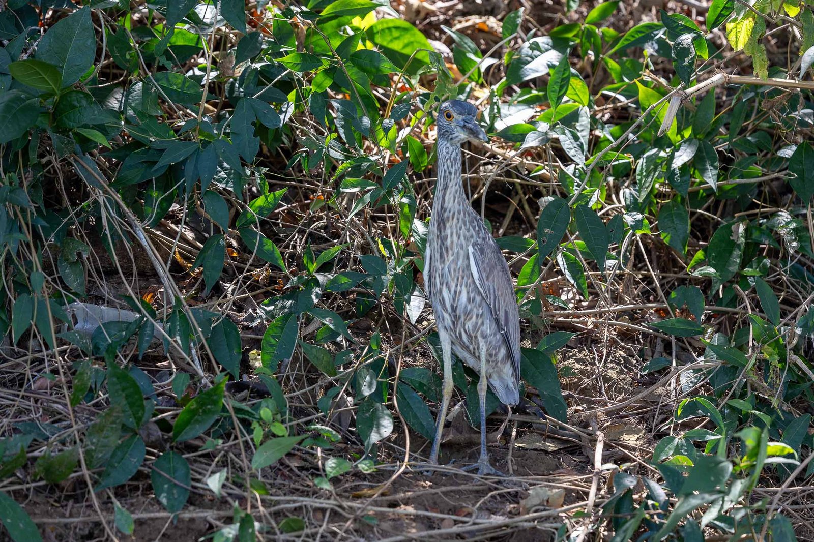 Yellow Crowned Night Heron