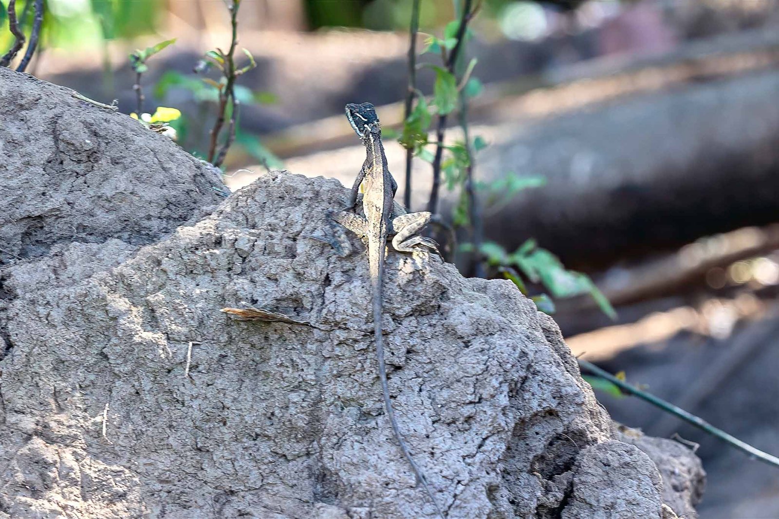 Brown Basilisk
