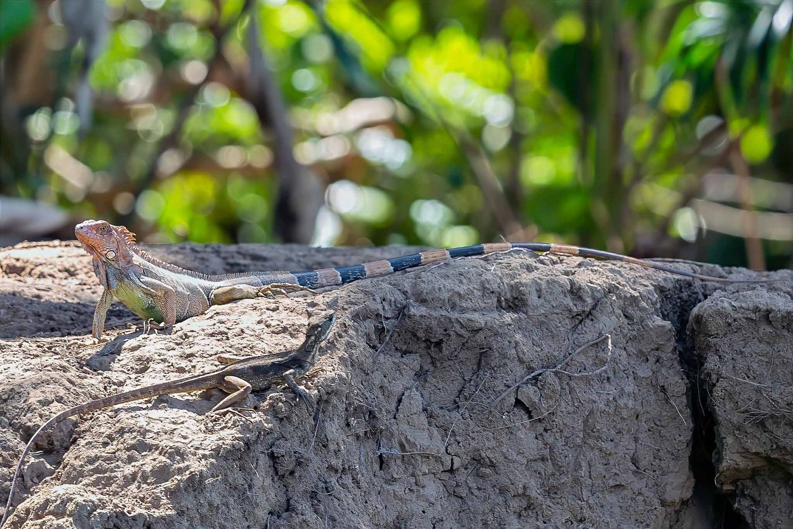 Iguana