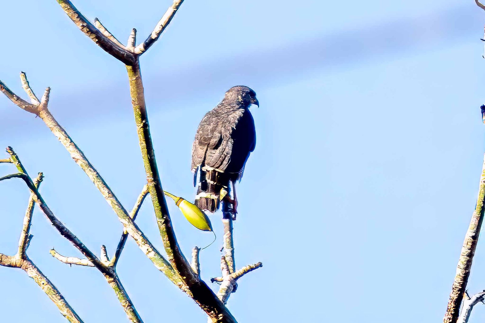 Hawk