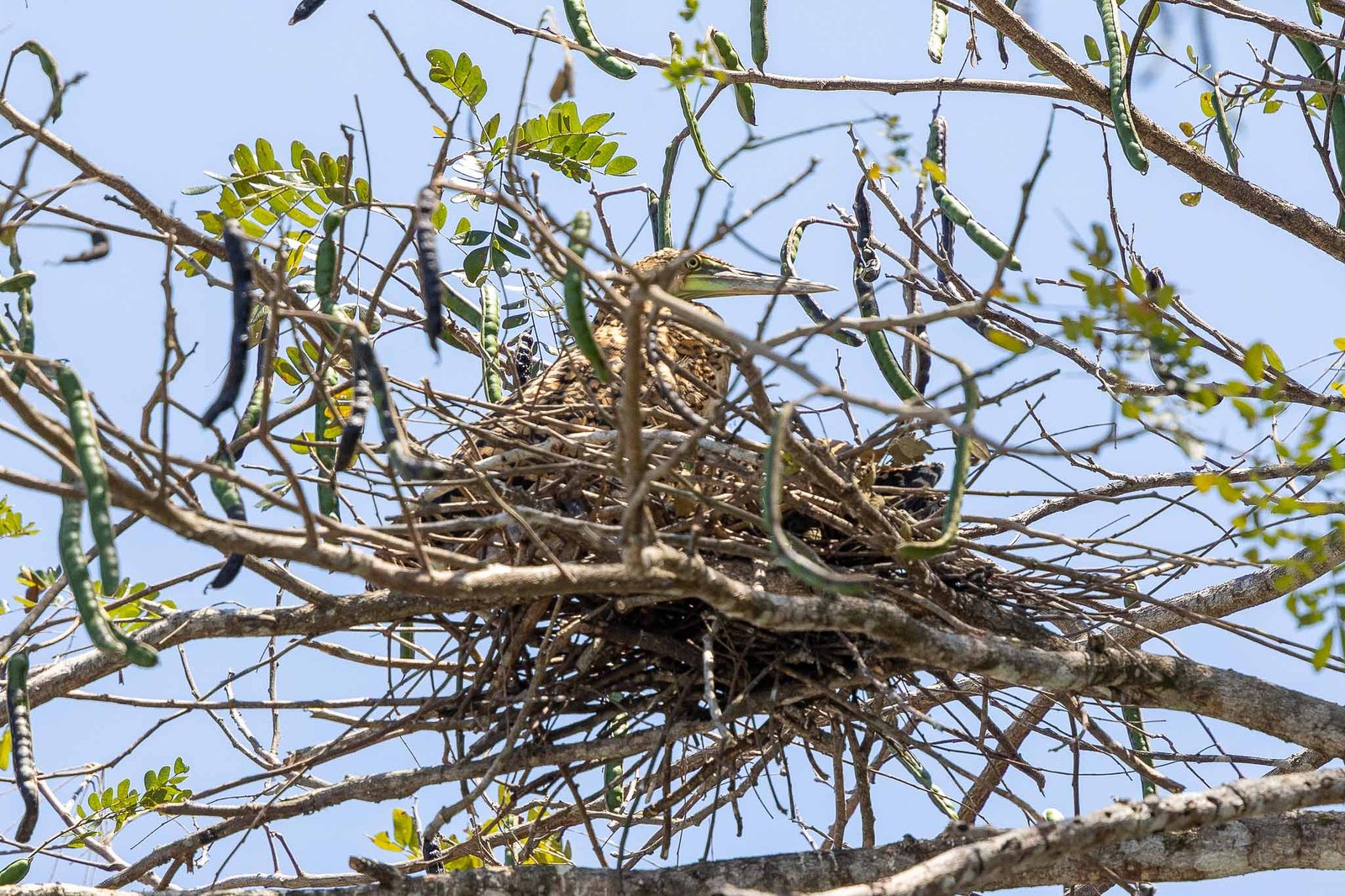Tiger Heron and babies