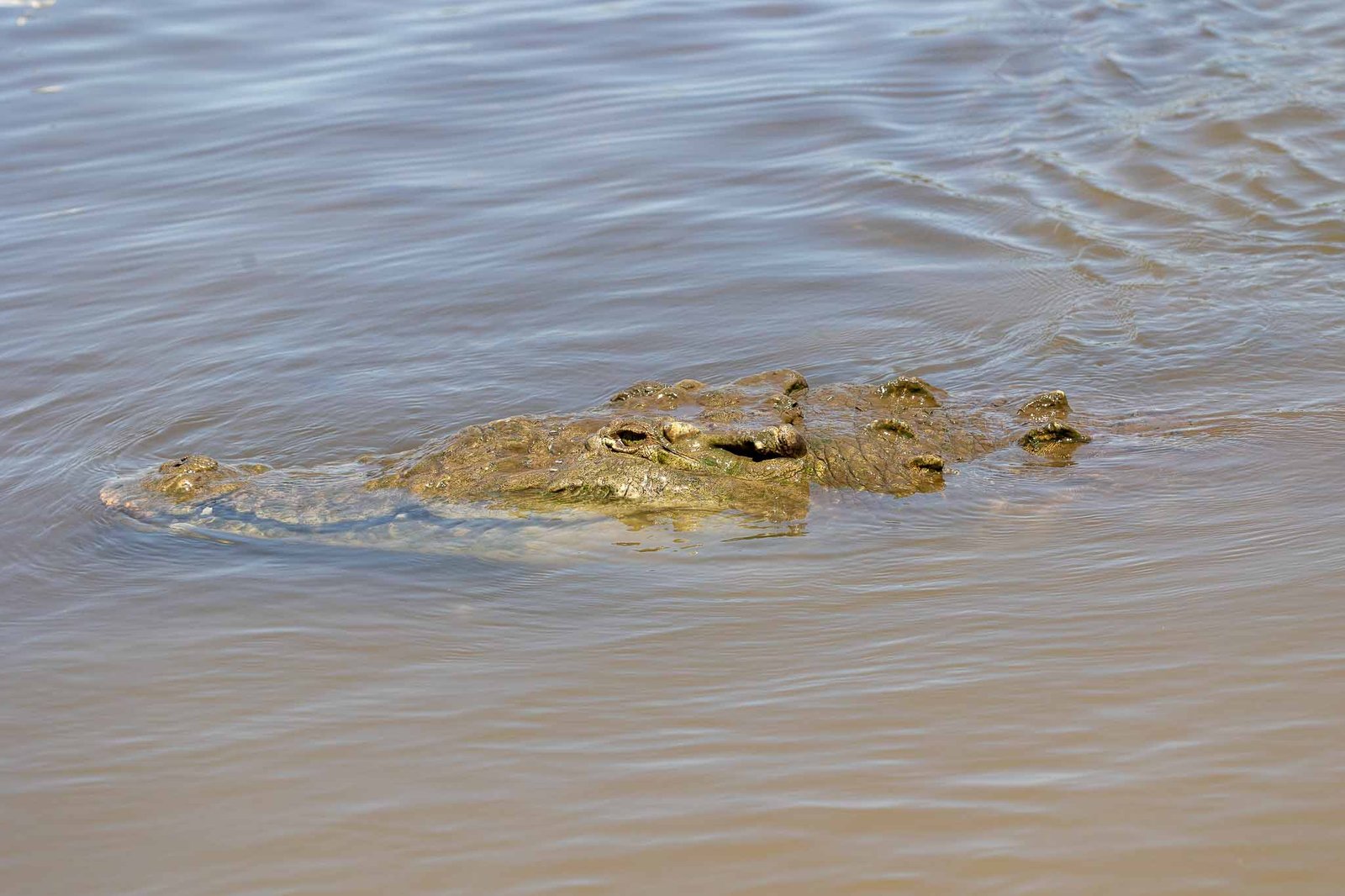 Crocodile