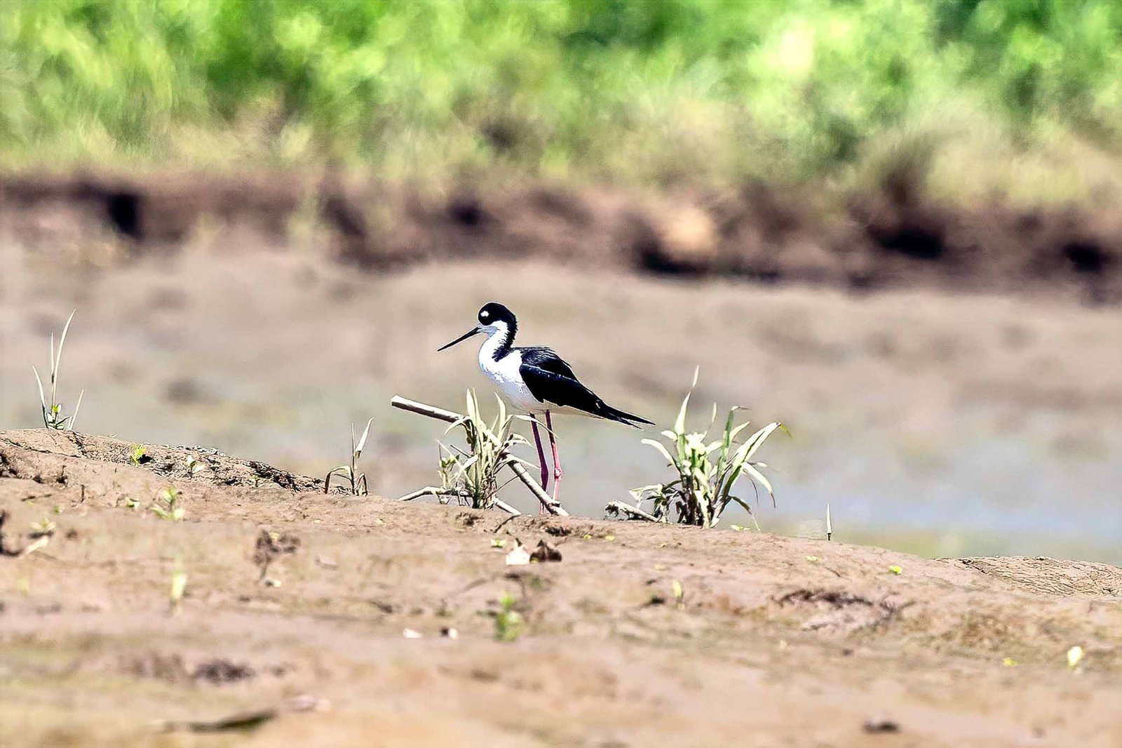 Black Necked Stilt