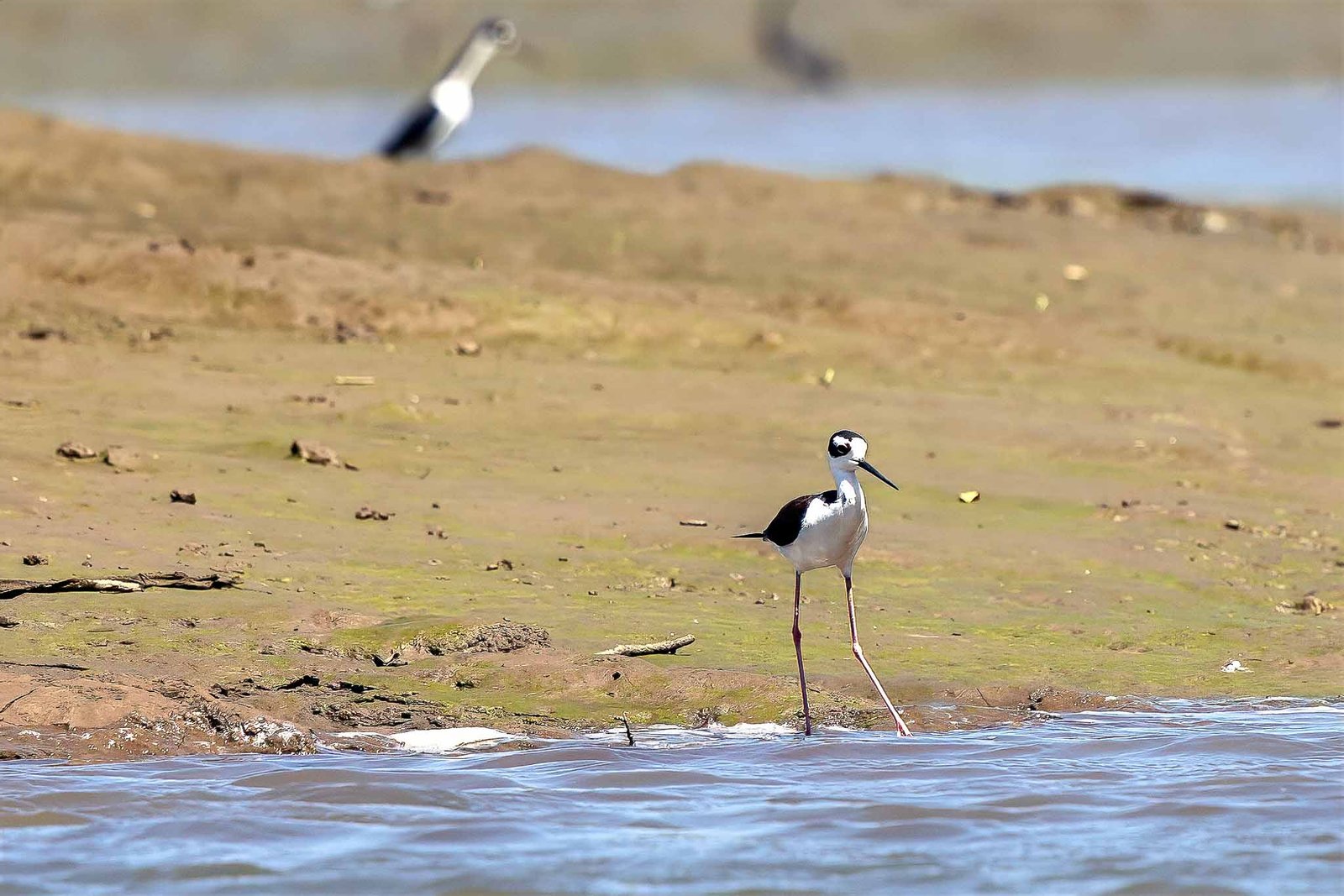 Black Necked Stilt