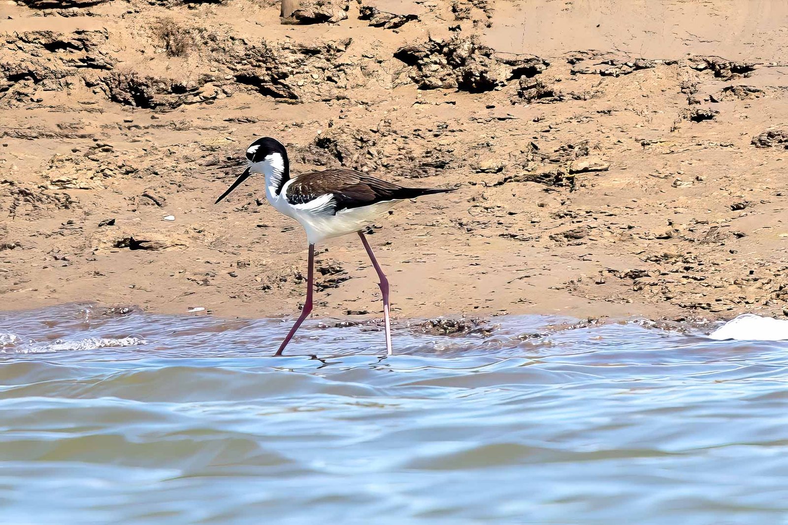 Black Necked Stilt