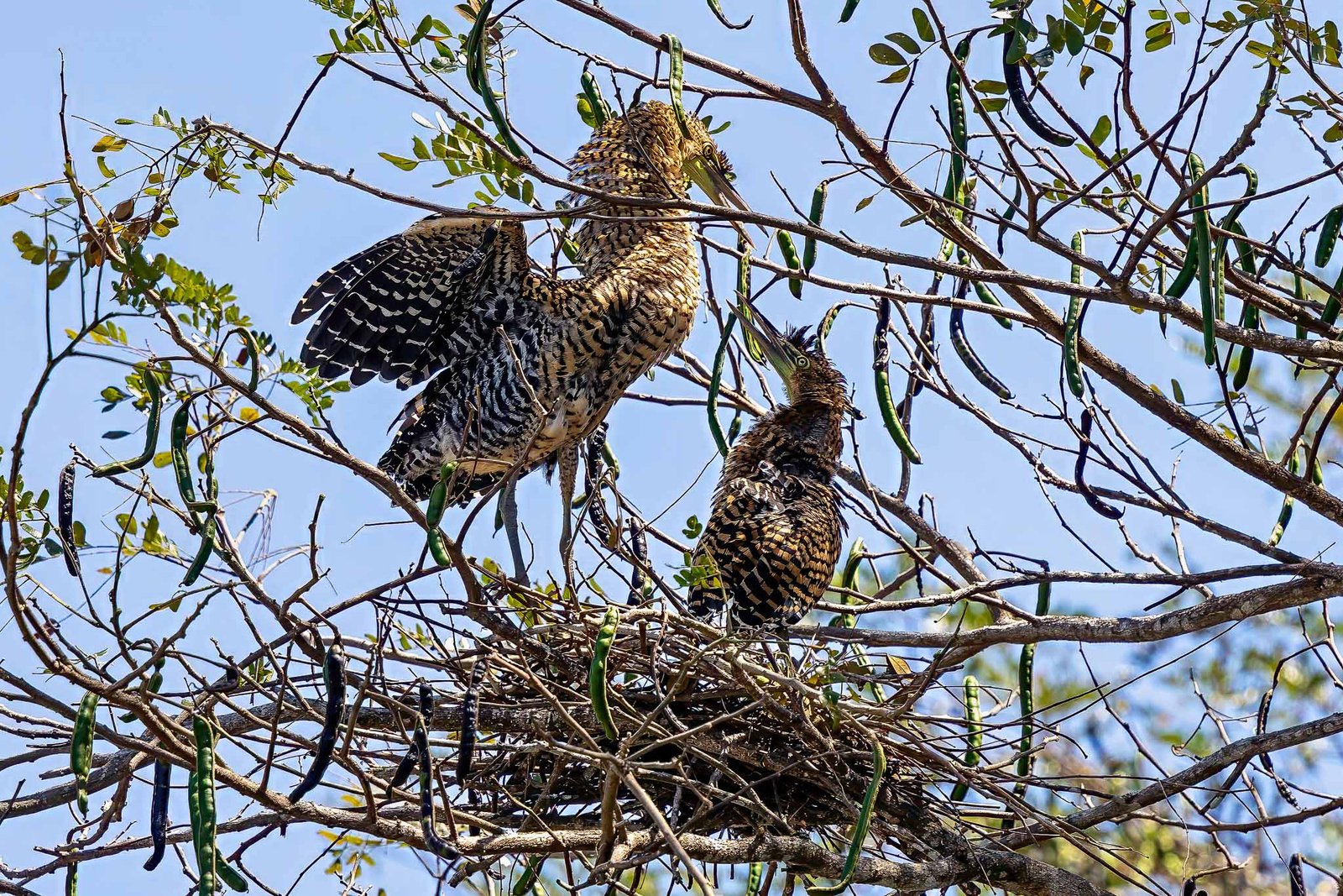 Tiger Heron and babies