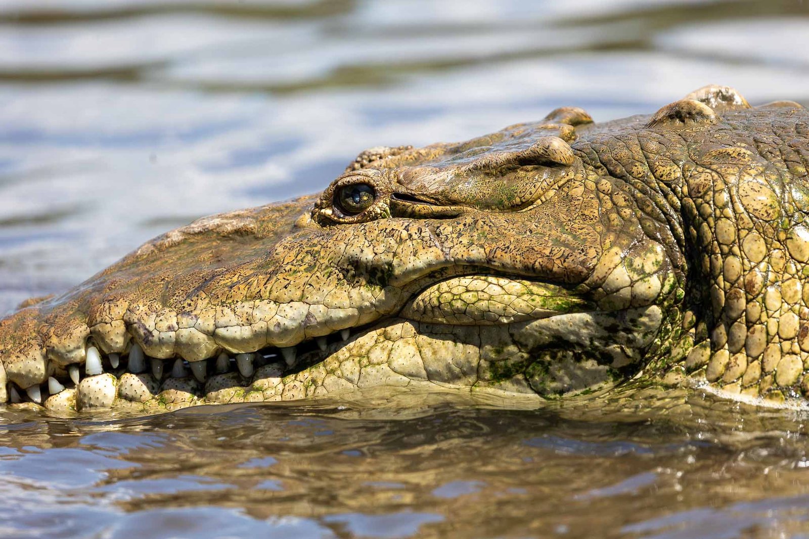 Crocodile