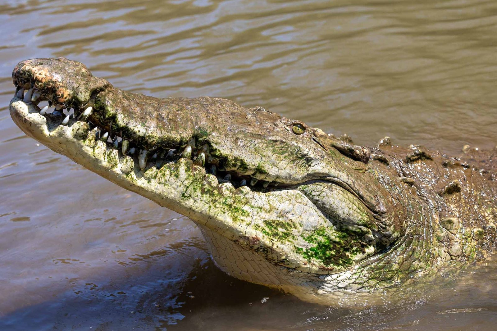 Crocodile