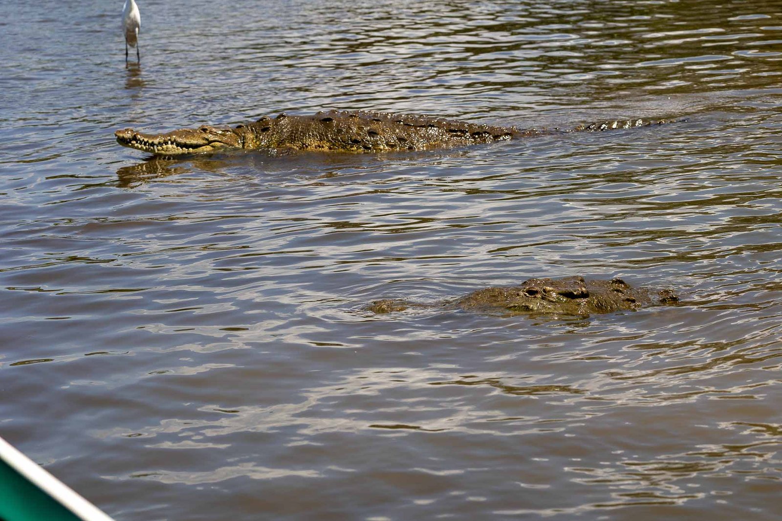 Crocodile