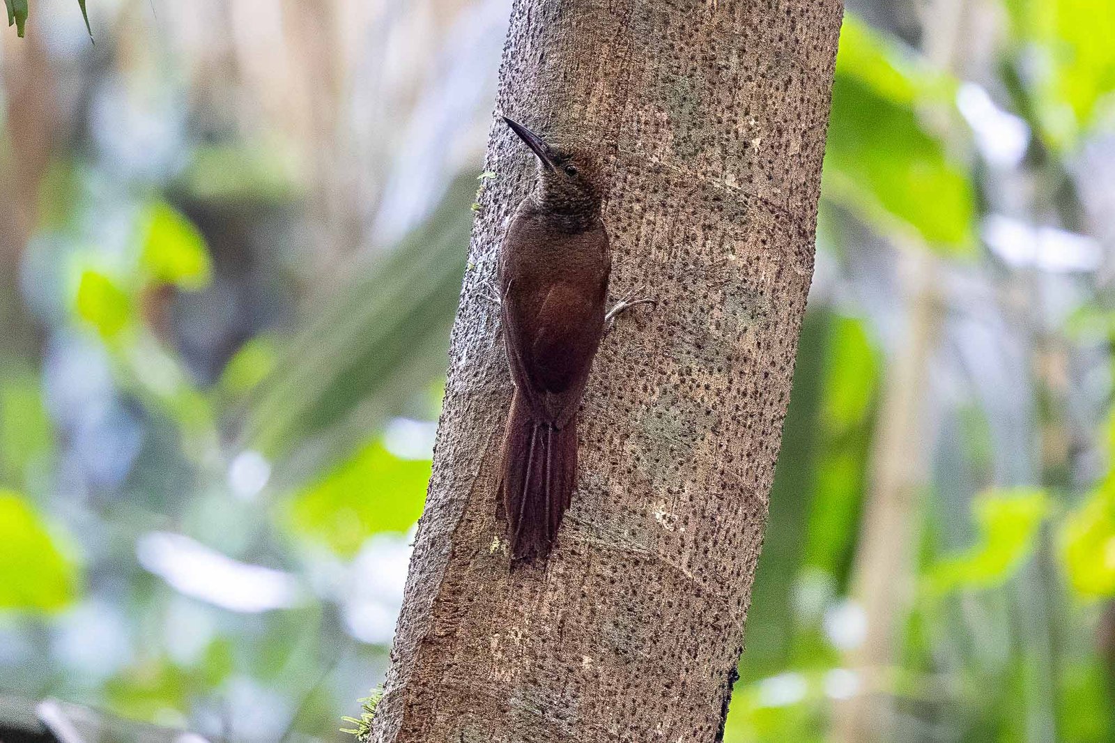 Wood Creeper