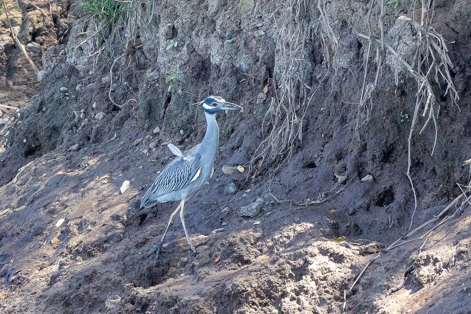 Yellow Crowned Night Heron